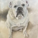 Hand-painted watercolor portrait of Buster, a strong white Bulldog sitting down