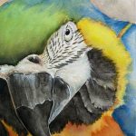 Custom watercolor portrait of an intense macaw or large parrot by TG Pet Art