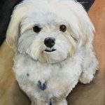 Full-body watercolor portrait of Olie, a sweet white Maltese sitting down