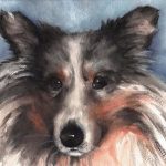 Custom watercolor portrait of Sterling, a Shetland Sheepdog or Sheltie